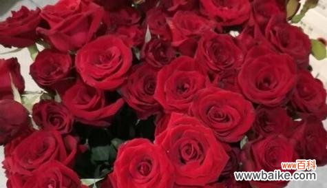 探寻玫瑰花背后的深层含义 玫瑰花的象征意义——爱、美与繁荣