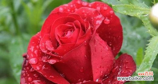 玫瑰花的特点 玫瑰花