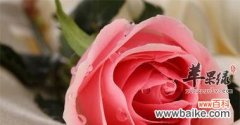 探索玫瑰花的深意 玫瑰花的寓意和花语