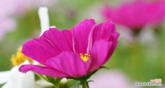 揭示格桑花的美丽和内涵 格桑花的花语和寓意