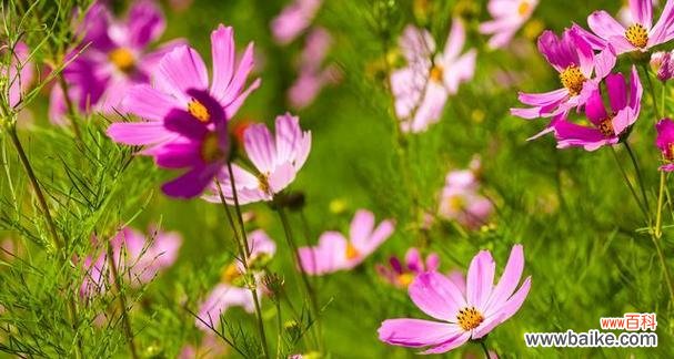 探究格桑花的花语 格桑花的花语