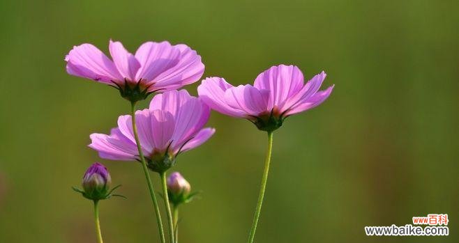 探究格桑花的花语 格桑花的花语