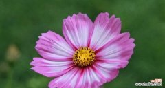 探究格桑花的花语 格桑花的花语