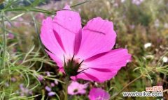 探寻格桑花的寓意与象征 格桑花