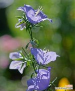 揭示梗菊花语的隐含含义 以梗菊的花语与寓意