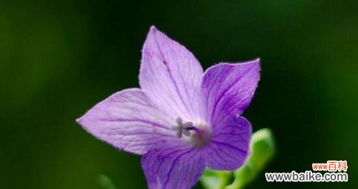 揭示梗菊花语的隐含含义 以梗菊的花语与寓意