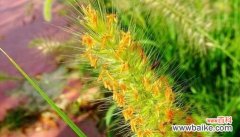 探索狗尾巴草的神奇之处——它所代表的寓意和象征意义 狗尾巴草的象征意义及寓意