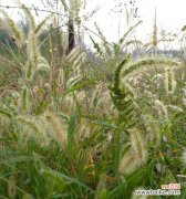 狗尾巴花的神秘花语解析及其象征意义 探索狗尾巴花的花语之美