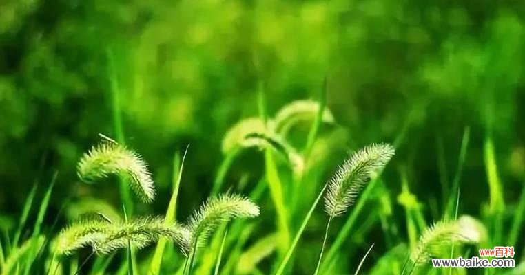 狗尾草的花语寓意深远 狗尾草的花语与爱情的含义