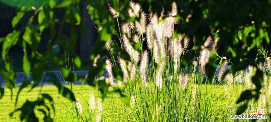 狗尾草的花语寓意深远 狗尾草的花语与爱情的含义