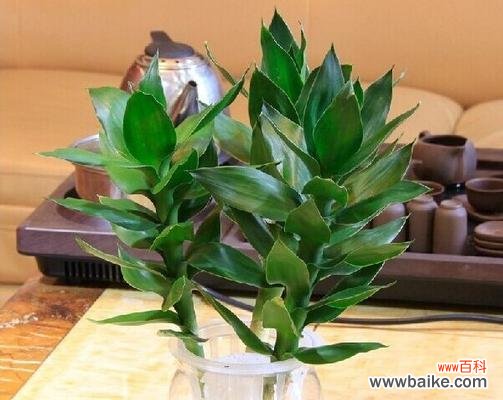 祥瑞之树能量调和的象征 观音竹的寓意与象征风水