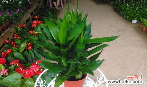 祥瑞之树能量调和的象征 观音竹的寓意与象征风水