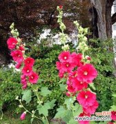 探寻广元市花牵牛花的意义与特点 广元市的市花——牵牛花的美丽与寓意