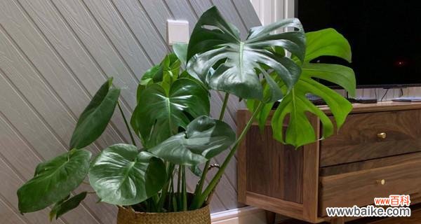 摆放禁忌与风水摆放技巧 龟背竹在风水中的寓意与作用