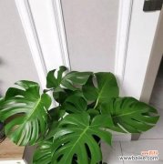 摆放禁忌与风水摆放技巧 龟背竹在风水中的寓意与作用