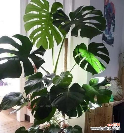 摆放禁忌与风水摆放技巧 龟背竹在风水中的寓意与作用