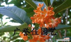 桂花的美丽芬芳与情感寄托 桂花香韵的象征意义及寓意探究