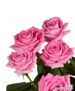 白色和粉色玫瑰花代表什么？各自的寓意是什么？