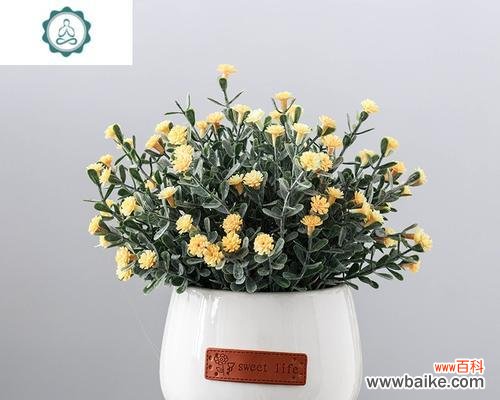 黄色满天星花代表了什么？