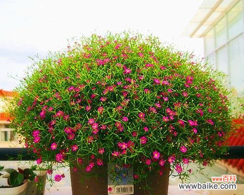 黄色满天星花代表了什么？