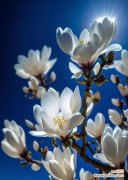 哪种花象征着爱情的纯洁与洁白？