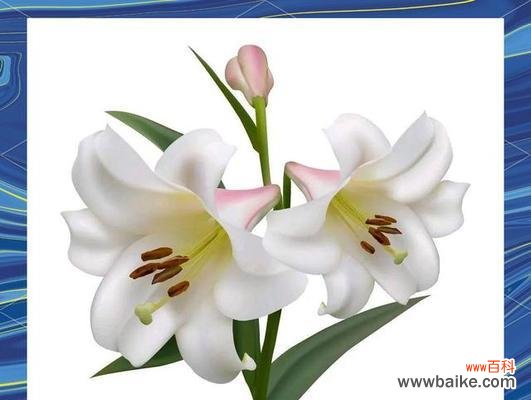 哪种花象征着爱情的纯洁与洁白？