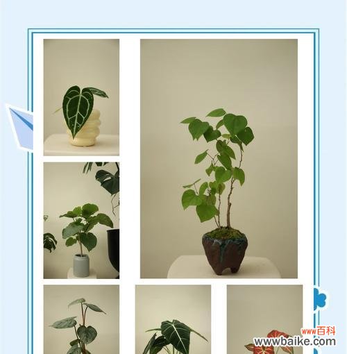 家养绿植寓意爱情的花是什么？如何用植物营造浪漫氛围？
