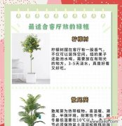 家养绿植寓意爱情的花是什么？如何用植物营造浪漫氛围？