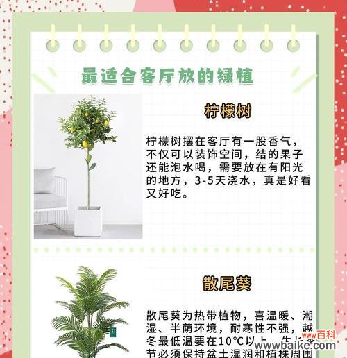 家养绿植寓意爱情的花是什么？如何用植物营造浪漫氛围？