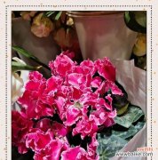 快乐花的寓意是什么意思？它象征着什么？