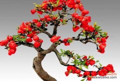 哪种花象征迟来的爱情？花语有何深意？