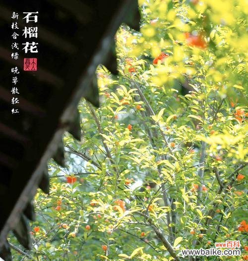 象征浪漫多情的花有哪些？寓意爱情的花自己种有何特点？