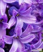 紫色风信子花代表什么？送紫色风信子花有何特别含义？