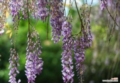 绿色紫藤的花语是什么？紫藤花的寓意有哪些？