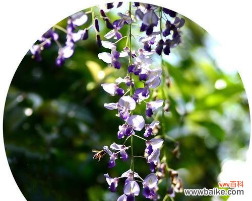 绿色紫藤的花语是什么？紫藤花的寓意有哪些？