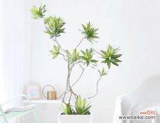 什么花象征守护平安？