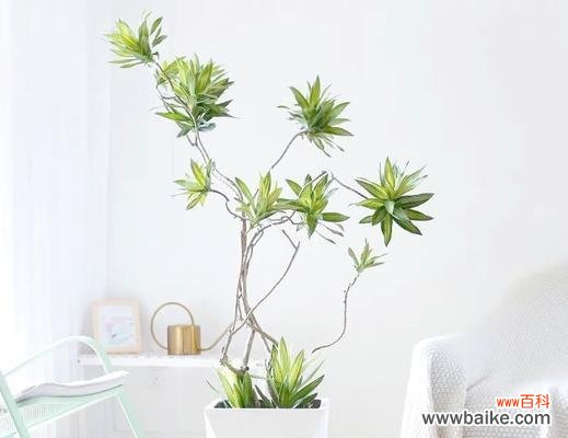 什么花象征守护平安？