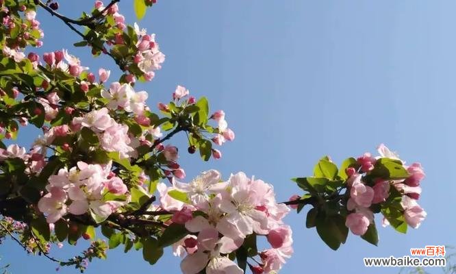 什么花象征守护平安？