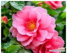 有爱情含义的花有哪些？爱情含义的花都有哪些？