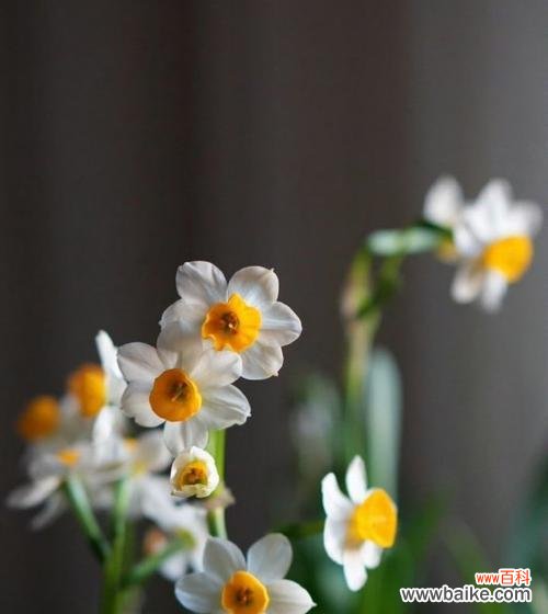 有爱情含义的花有哪些？爱情含义的花都有哪些？