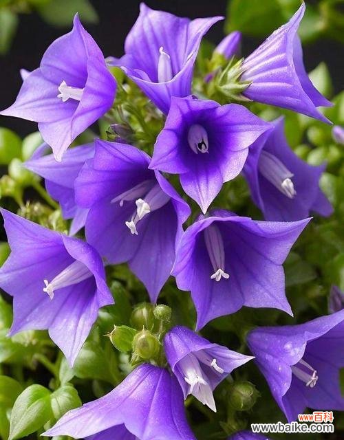 银色铃铛的寓意是什么花？银色铃铛花代表什么意义？