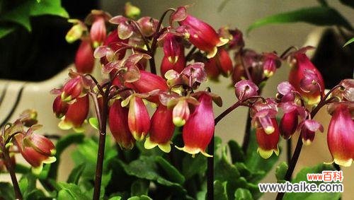 银色铃铛的寓意是什么花？银色铃铛花代表什么意义？