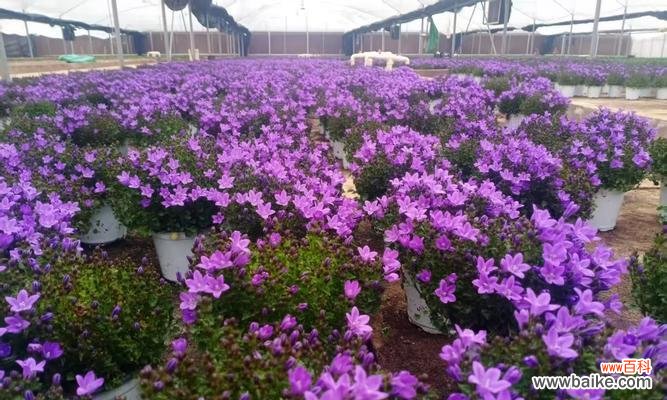 银色铃铛的寓意是什么花？银色铃铛花代表什么意义？