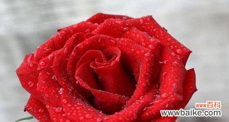 揭秘玫瑰花朵数的暗示与祝福 玫瑰花朵数的意义与象征