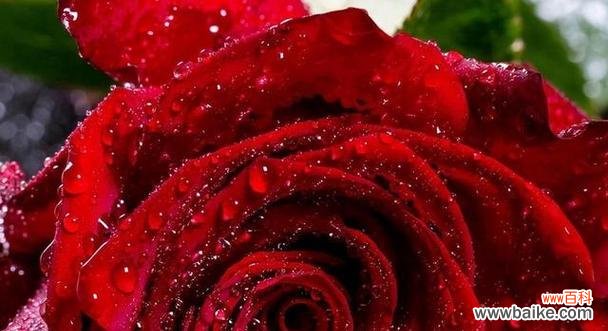 揭秘玫瑰花朵数的暗示与祝福 玫瑰花朵数的意义与象征