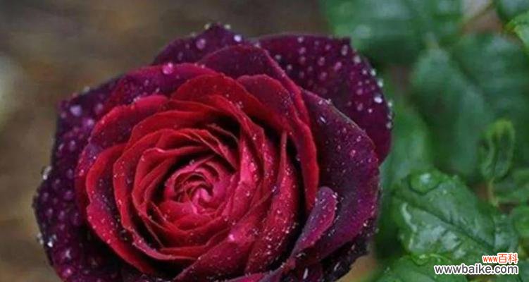 红色玫瑰花的浪漫爱情寓意 玫瑰花的象征意义及文化传承