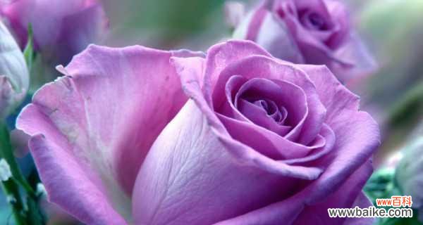 探索玫瑰花语中不同朵数的象征意义 玫瑰花语之多朵花的含义