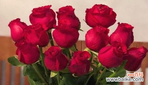 用玫瑰花传达深情意 玫瑰花的寓意——表达爱与浪漫的象征