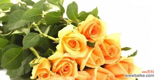 用花语解读玫瑰花的意义 玫瑰花的花语和寓意