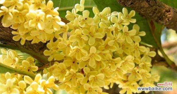 桂花芬芳的福运韵味 桂花的寓意与象征风水